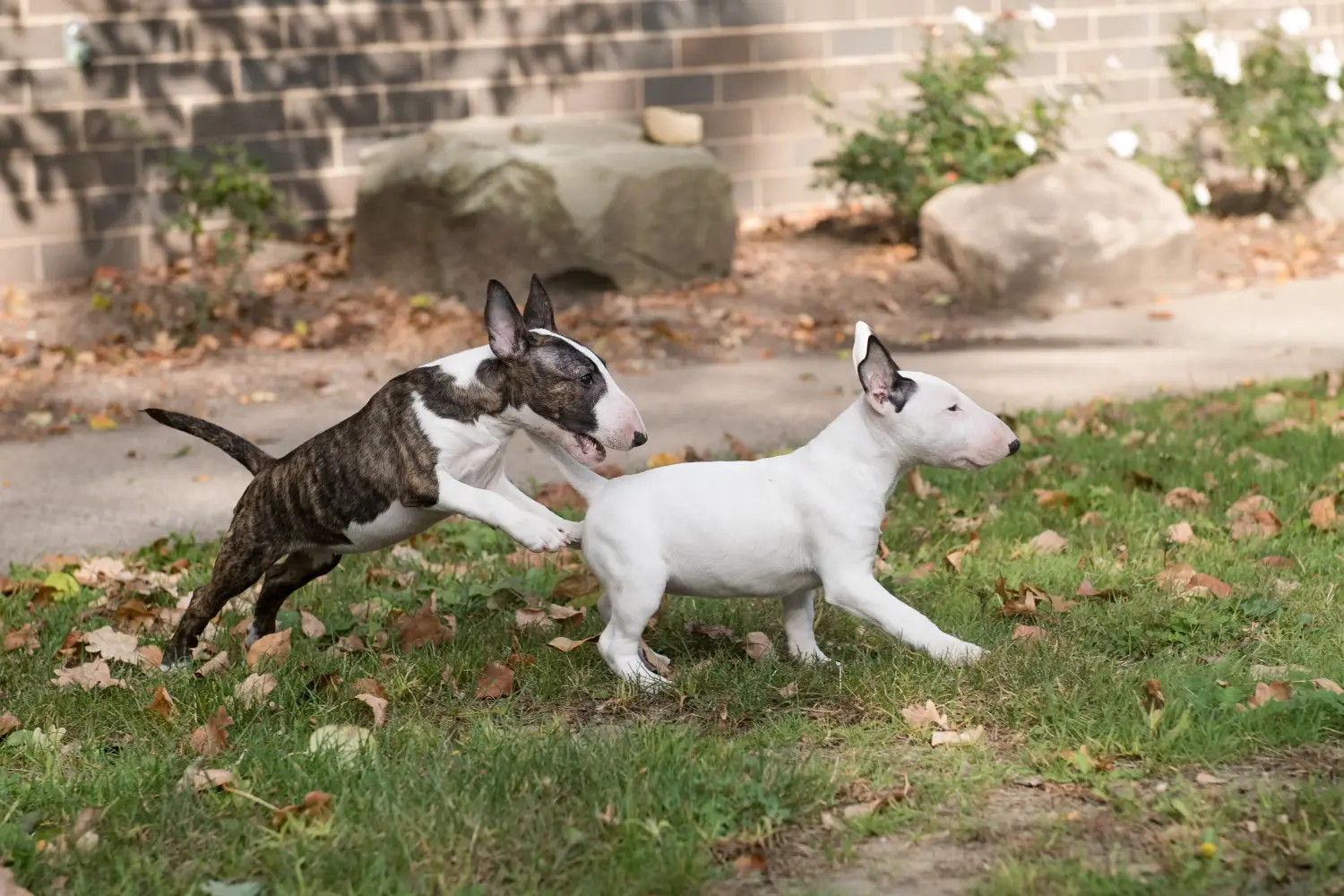 Buying a Miniature Bull Terrier puppy means taking responsibility! Buy Miniature Bull Terrier puppies.