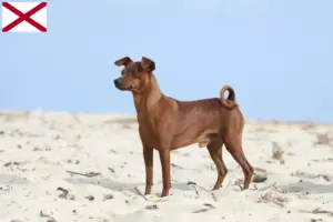 Read more about the article Miniature Pinscher breeders and puppies in Alabama