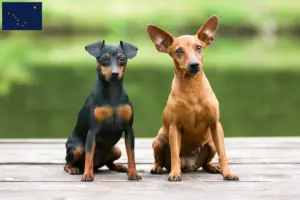 Read more about the article Miniature Pinscher breeders and puppies in Alaska