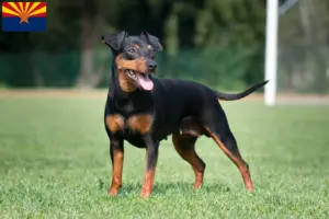 Read more about the article Miniature Pinscher breeders and puppies in Arizona