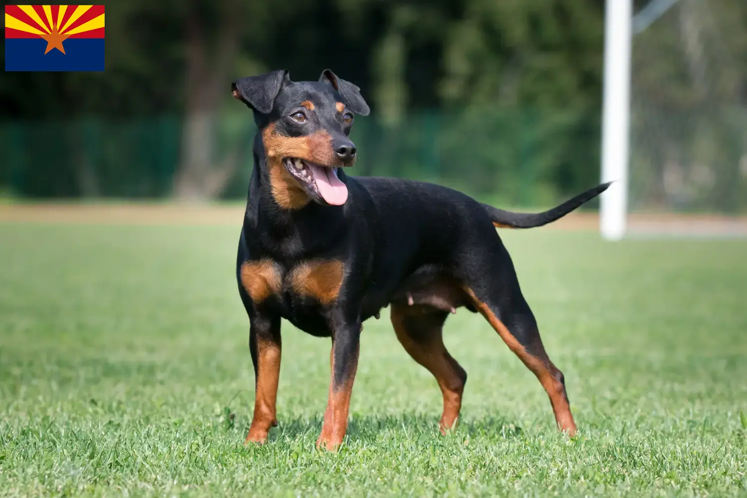 Miniature Pinscher puppies and breeder Arizona Here you can find Miniature Pinscher breeders in Arizona.