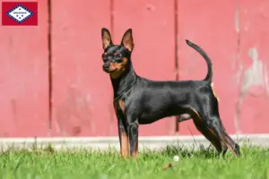 Read more about the article Miniature Pinscher breeders and puppies in Arkansas