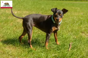 Read more about the article Miniature Pinscher breeders and puppies in California