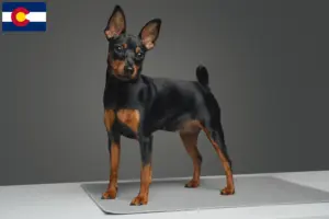 Read more about the article Miniature Pinscher breeders and puppies in Colorado