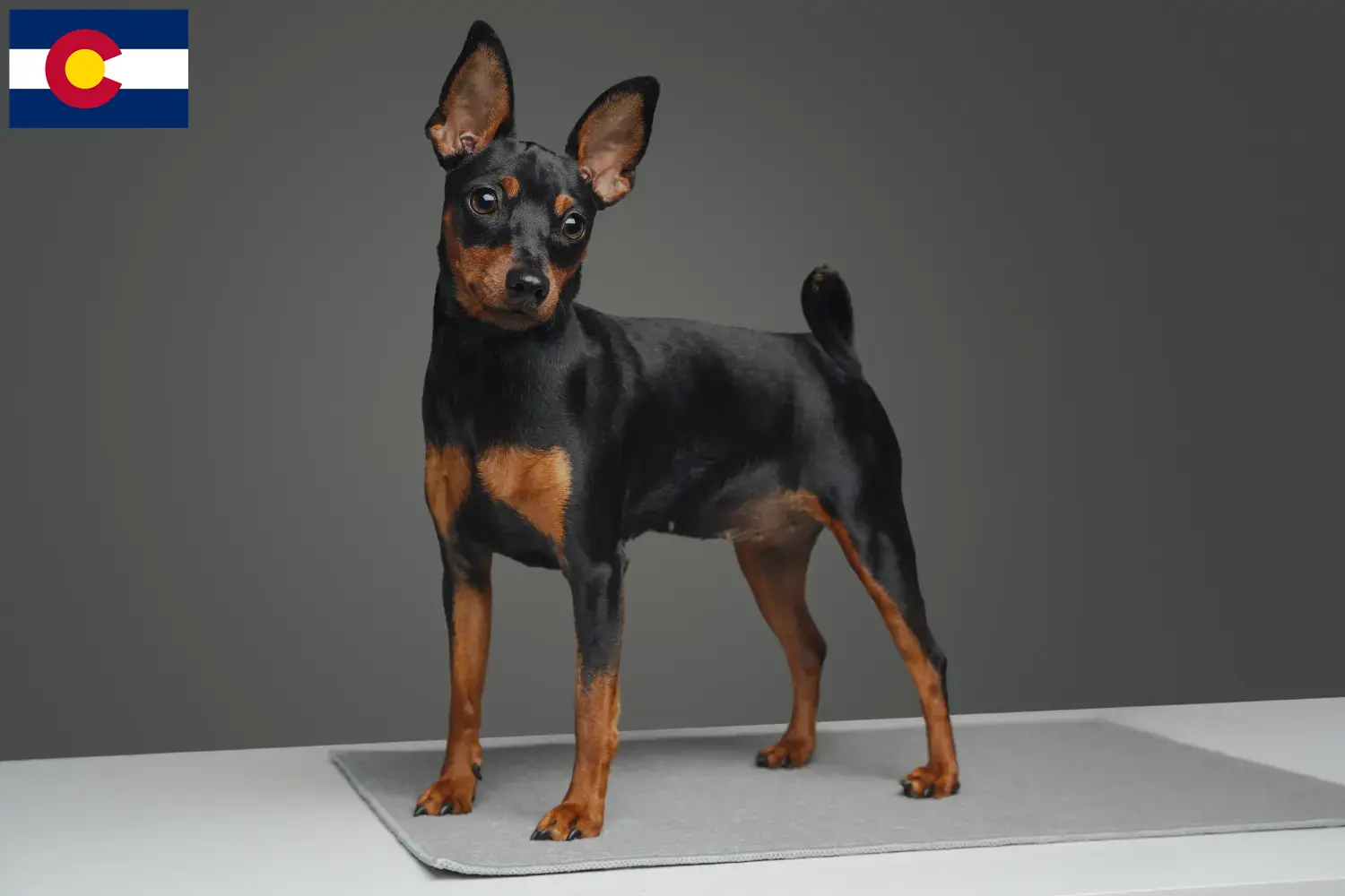Read more about the article Miniature Pinscher breeders and puppies in Colorado