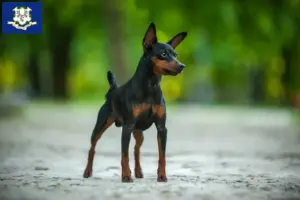 Read more about the article Miniature Pinscher breeders and puppies in Connecticut
