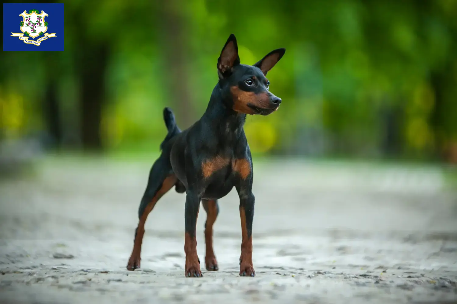 Miniature Pinscher puppies and breeders Connecticut Here you can find Miniature Pinscher breeders in Connecticut.