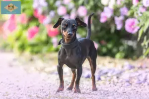 Read more about the article Miniature Pinscher breeders and puppies in Delaware
