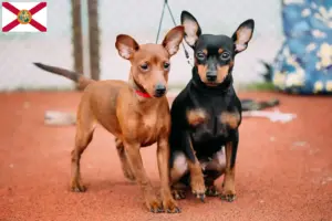 Read more about the article Miniature Pinscher breeders and puppies in Florida
