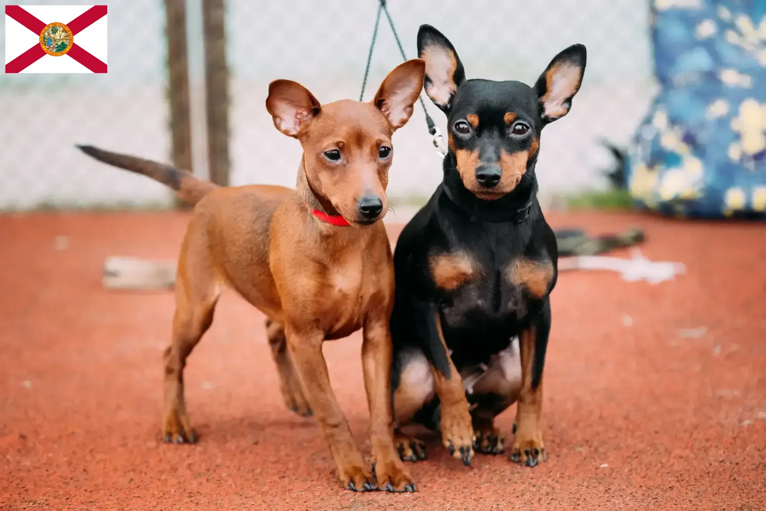 Miniature Pinscher Puppies and Breeder Florida Here you can find Miniature Pinscher breeders in Florida.