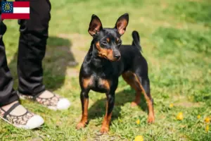 Read more about the article Miniature Pinscher breeders and puppies in Georgia
