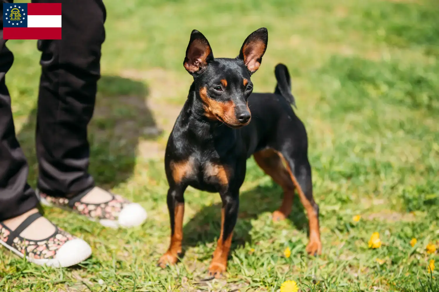 Read more about the article Miniature Pinscher breeders and puppies in Georgia