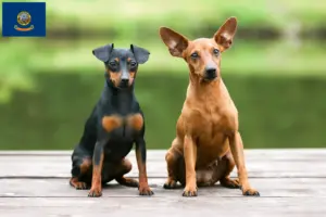 Read more about the article Miniature Pinscher breeders and puppies in Idaho