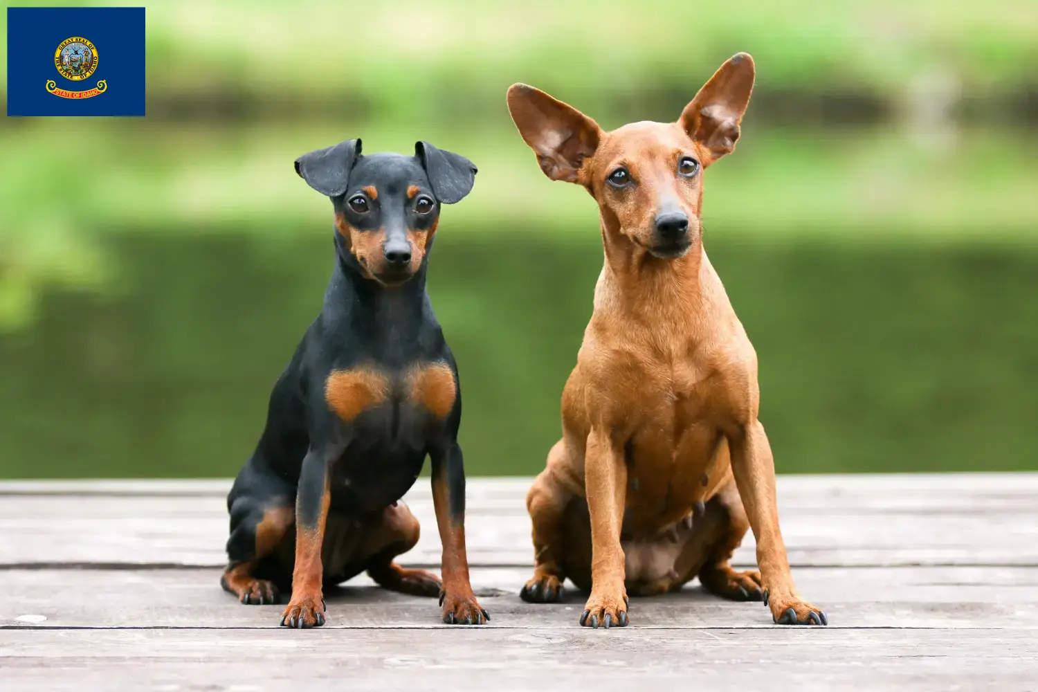 Miniature Pinscher puppies and breeder Idaho Here you can find Miniature Pinscher breeders in Idaho.
