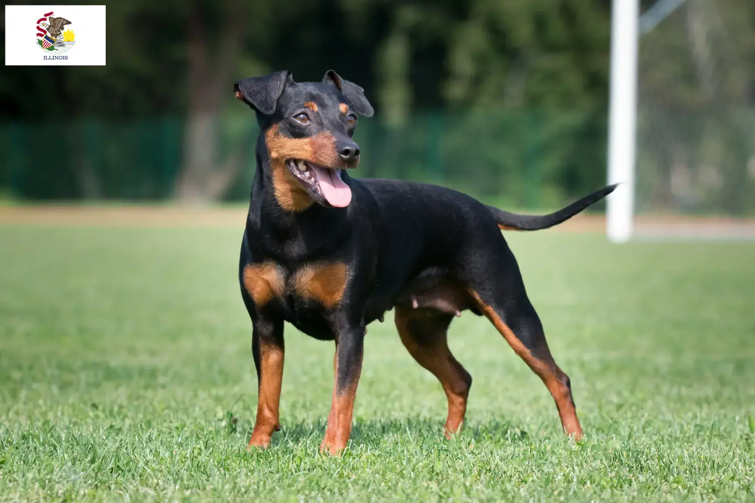 Miniature Pinscher puppies and breeders Illinois Here you can find Miniature Pinscher breeders in Illinois.