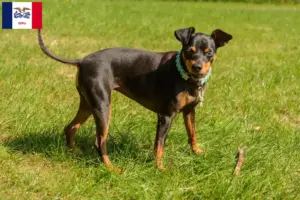 Read more about the article Miniature Pinscher breeders and puppies in Iowa