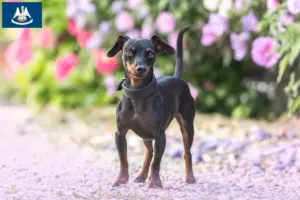 Read more about the article Miniature Pinscher breeders and puppies in Louisiana
