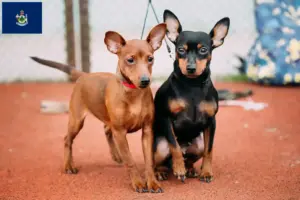 Read more about the article Miniature Pinscher breeders and puppies in Maine