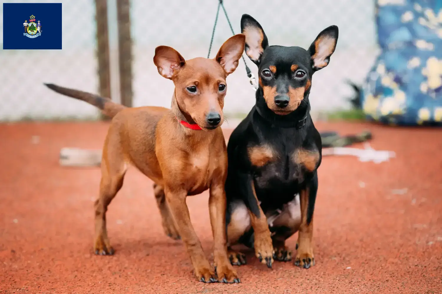 Miniature Pinscher puppies and breeder Maine Here you can find Miniature Pinscher breeders in Maine.