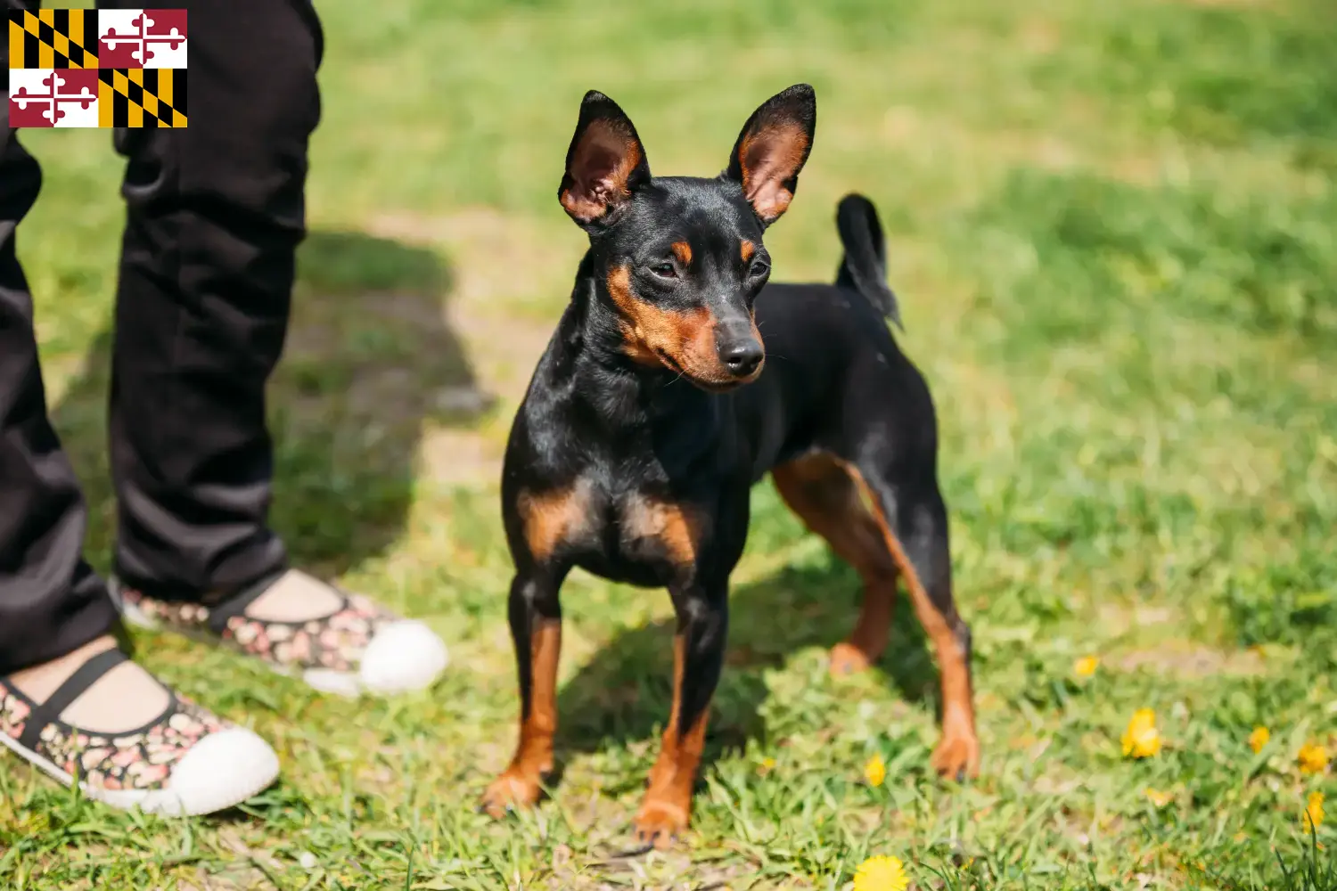 Miniature Pinscher puppies and breeder Maryland Find Miniature Pinscher breeders in Maryland here.