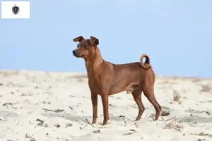 Read more about the article Miniature Pinscher breeders and puppies in Massachusetts