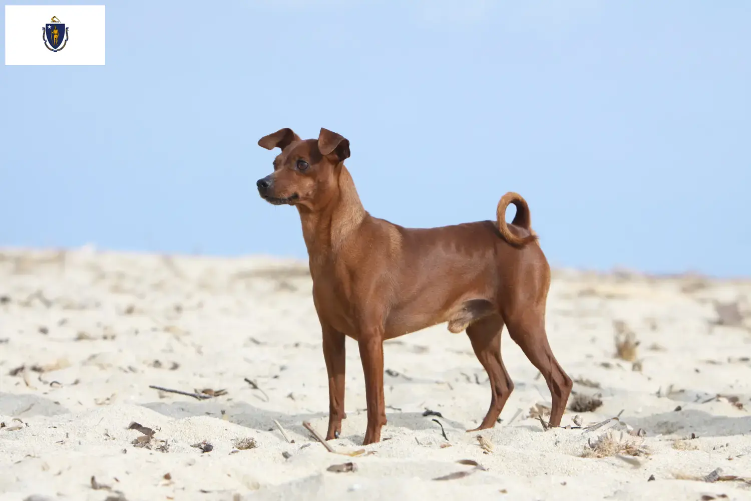 Miniature Pinscher puppies and breeders Massachusetts Here you can find Miniature Pinscher breeders in Massachusetts.