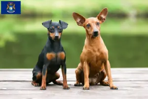 Read more about the article Miniature Pinscher breeders and puppies in Michigan