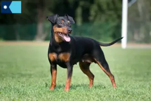 Read more about the article Miniature Pinscher breeders and puppies in Minnesota