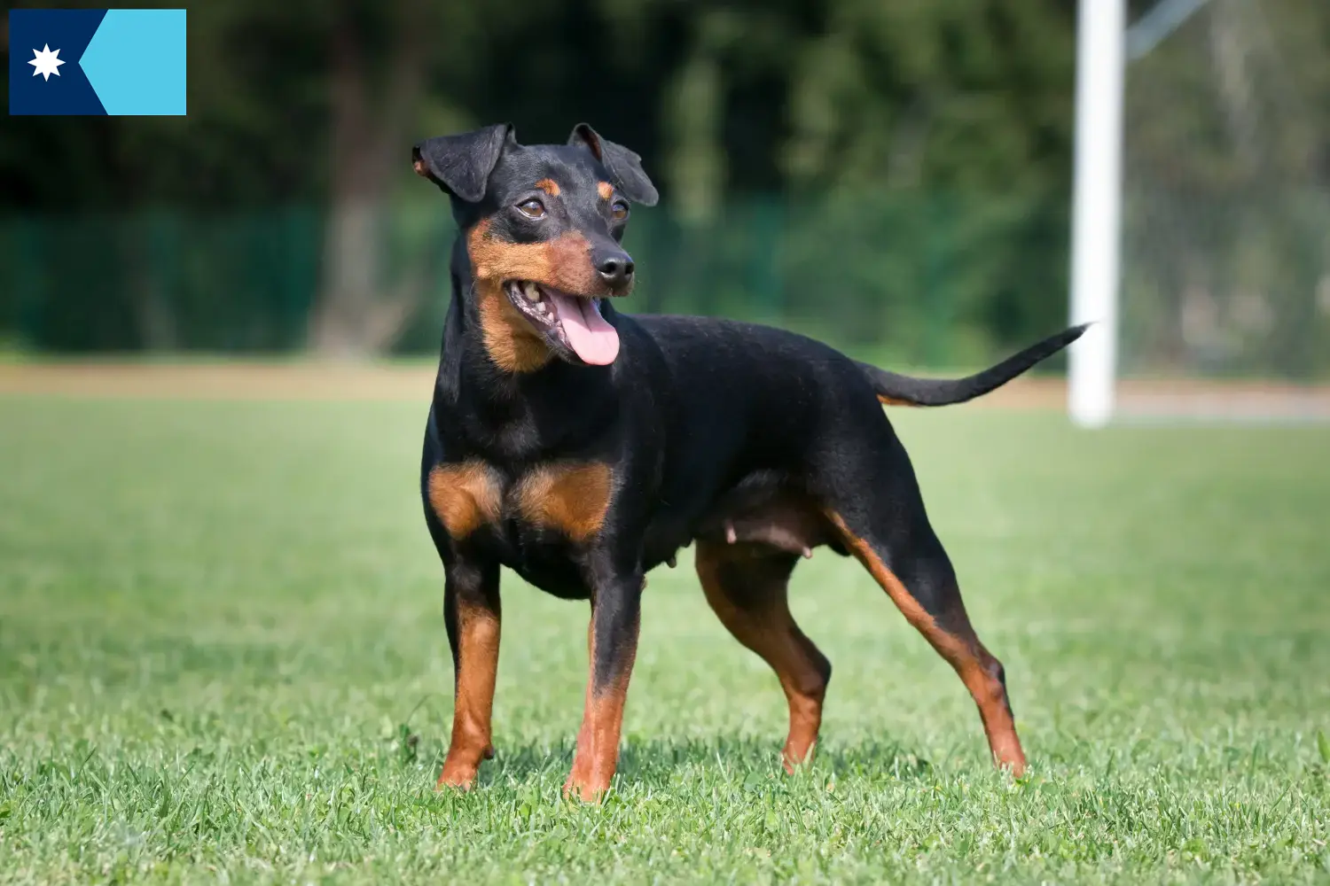 Miniature Pinscher puppies and breeders Minnesota Here you can find Miniature Pinscher breeders in Minnesota.