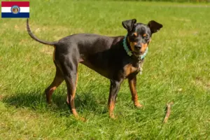 Read more about the article Miniature Pinscher breeders and puppies in Missouri