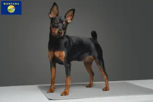 Read more about the article Miniature Pinscher breeders and puppies in Montana