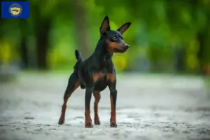Read more about the article Miniature Pinscher breeders and puppies in Nebraska