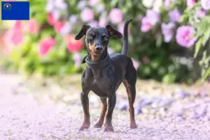 Read more about the article Miniature Pinscher breeders and puppies in Nevada