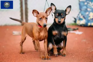 Read more about the article Miniature Pinscher breeders and puppies in New Hampshire