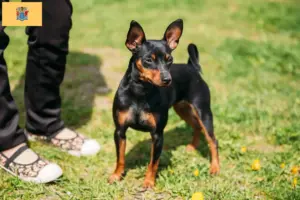 Read more about the article Miniature Pinscher breeders and puppies in New Jersey