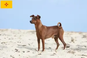 Read more about the article Miniature Pinscher Breeder and Puppies in New Mexico