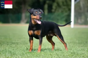 Read more about the article Miniature Pinscher breeders and puppies in North Carolina