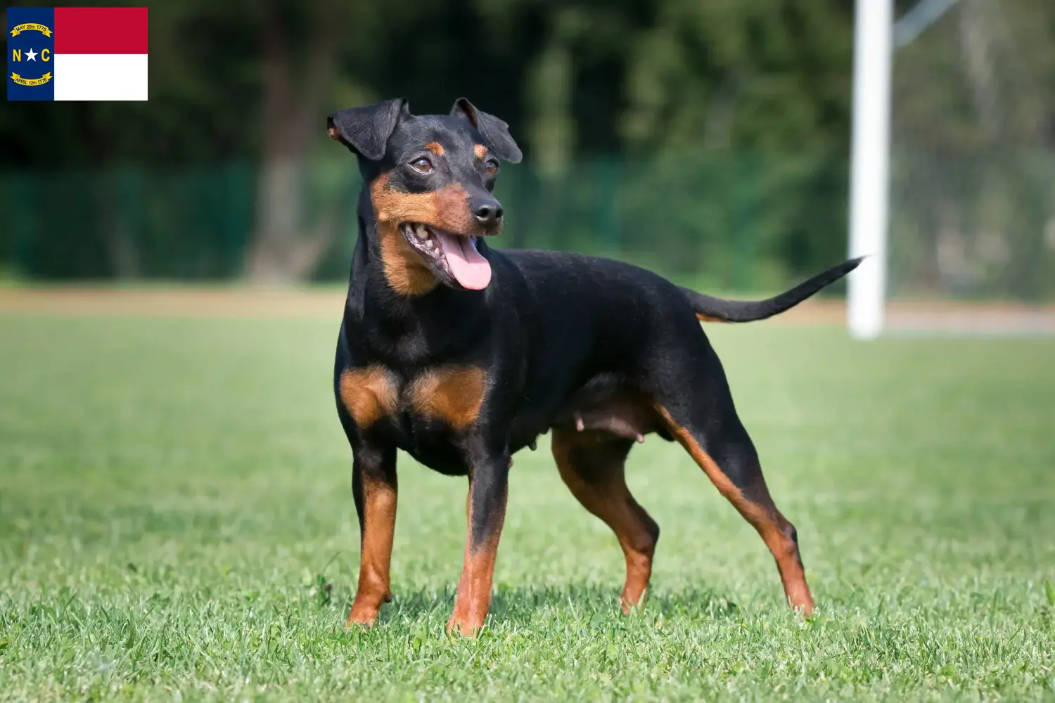 Miniature Pinscher puppies and breeders North Carolina Here you can find Miniature Pinscher breeders in North Carolina.