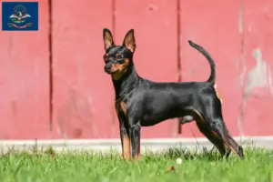 Read more about the article Miniature Pinscher breeders and puppies in North Dakota