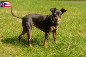 Read more about the article Miniature Pinscher breeders and puppies in Ohio
