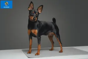 Read more about the article Miniature Pinscher breeders and puppies in Oklahoma