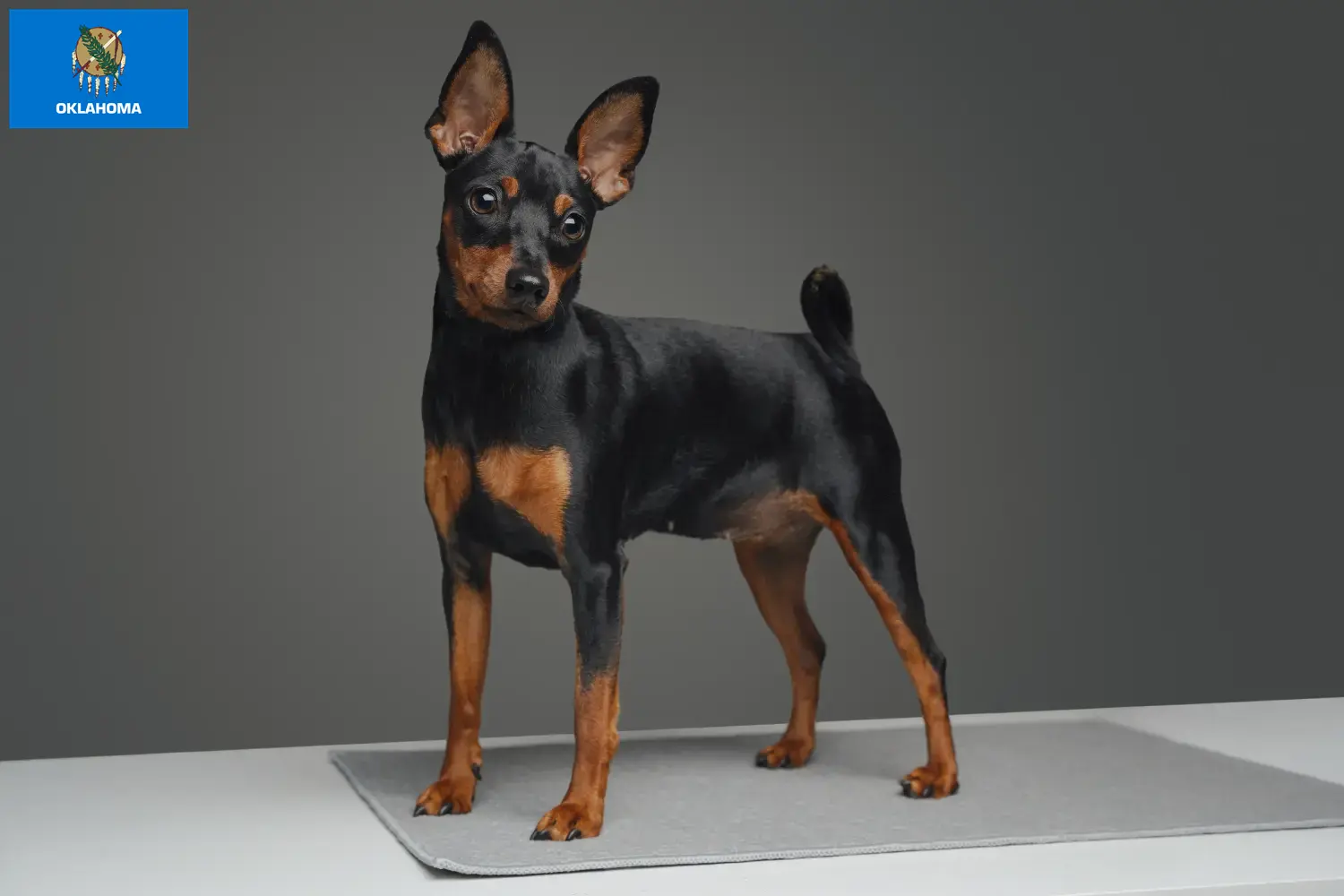 Miniature Pinscher puppies and breeder Oklahoma Find Miniature Pinscher breeders in Oklahoma.