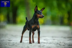 Read more about the article Miniature Pinscher breeders and puppies in Oregon