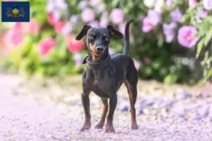 Read more about the article Miniature Pinscher breeders and puppies in Pennsylvania