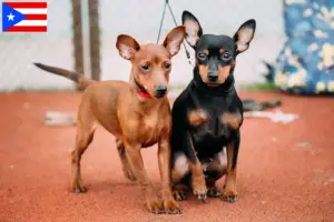 Read more about the article Miniature Pinscher breeders and puppies in Puerto Rico