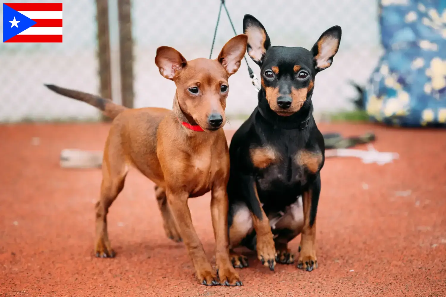Miniature Pinscher puppies and breeder Puerto Rico Here you can find Miniature Pinscher breeders in Puerto Rico.