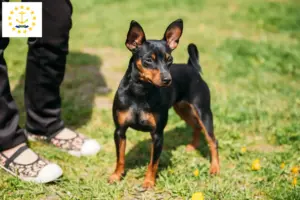 Read more about the article Miniature Pinscher breeders and puppies in Rhode Island