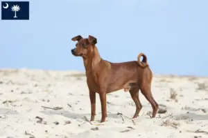 Read more about the article Miniature Pinscher breeders and puppies in South Carolina