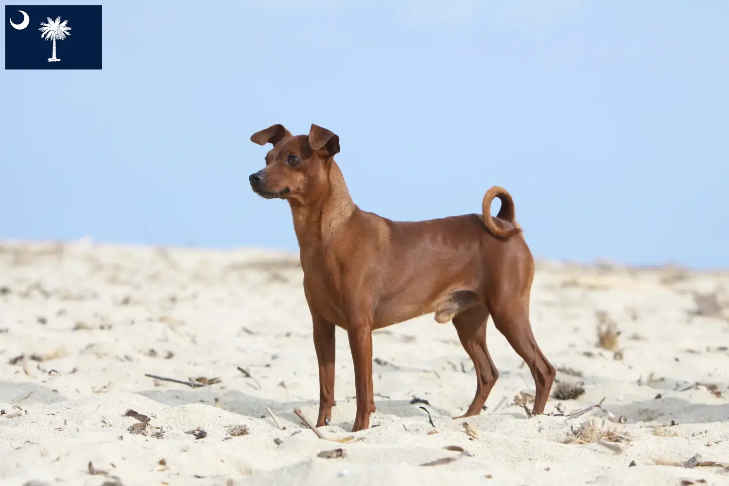 Miniature Pinscher puppies and breeders South Carolina Here you can find Miniature Pinscher breeders in South Carolina.