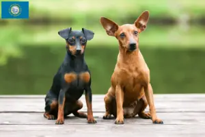 Read more about the article Miniature Pinscher breeders and puppies in South Dakota